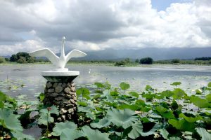 【瓢湖(観光地)／車10分】白鳥の湖としても有名な瓢湖には多くの水鳥が集まります。ふゆには越冬のためにさらに寒い地域から渡り鳥が多く集まります。